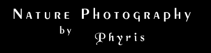 phyris