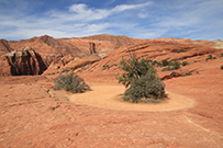 Petrified Dunes Trail