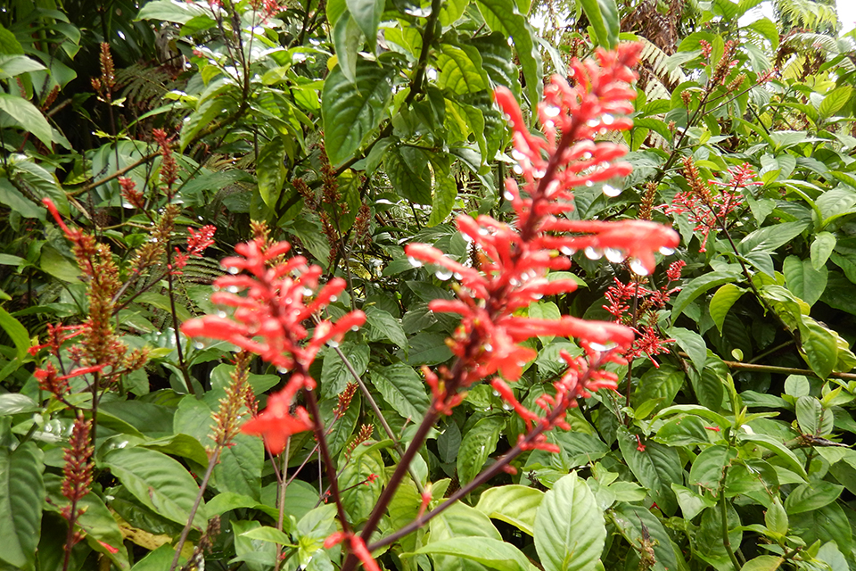 Akaka Falls