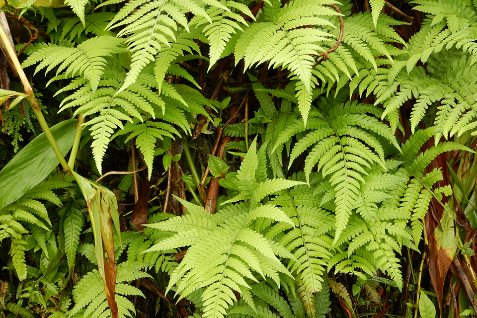 Akaka Falls