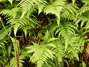 Akaka Falls