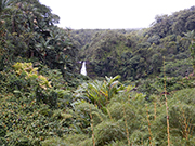 Akaka Falls