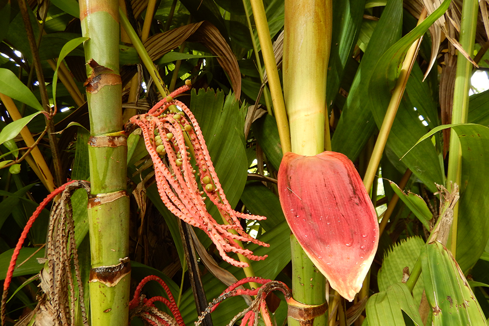 Akaka Falls