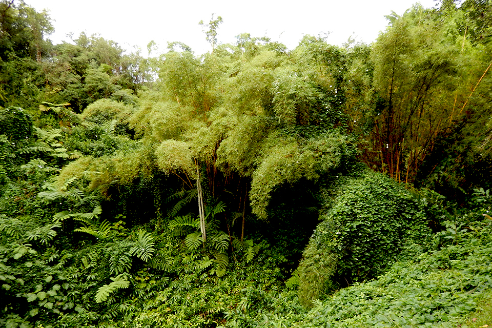 Akaka Falls