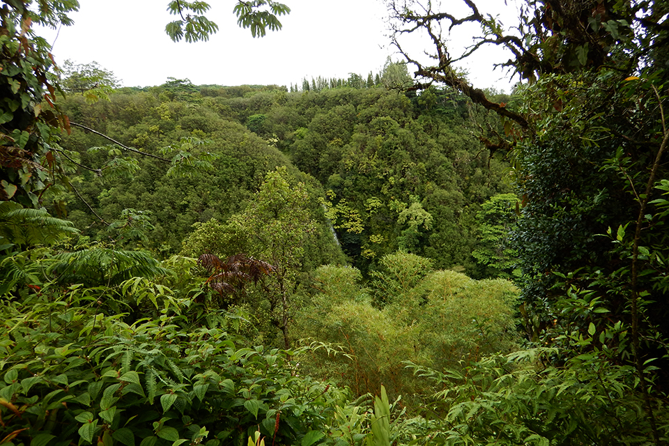 Akaka Falls