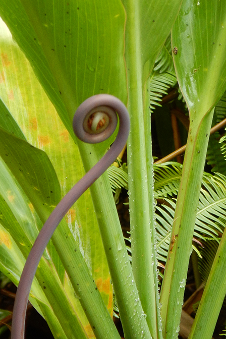 Akaka Falls