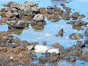 Kaena Point Hike