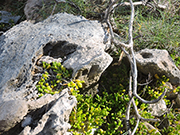 Mahaulepu Beach Hike