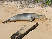 Mahaulepu Beach Hike