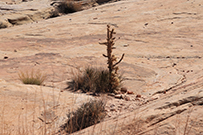 White Domes Loop
