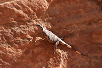 White Domes Loop