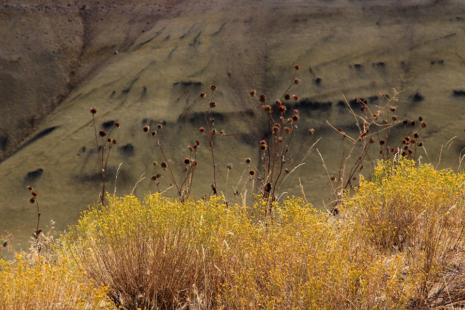 Painted Hills Overlook Trail