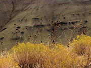 Painted Hills Overlook Trail