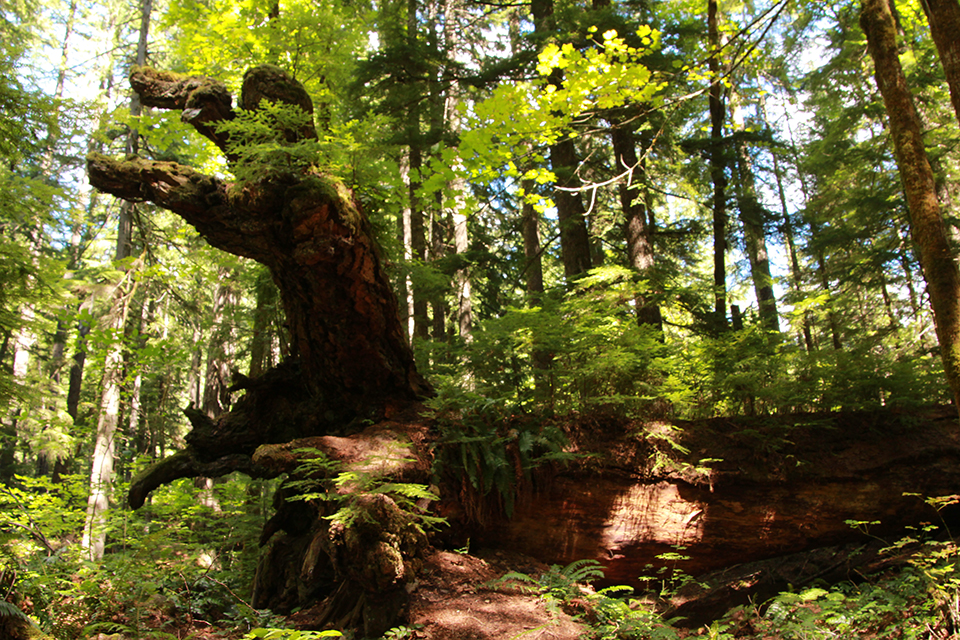 Sahalie and Koosah Falls